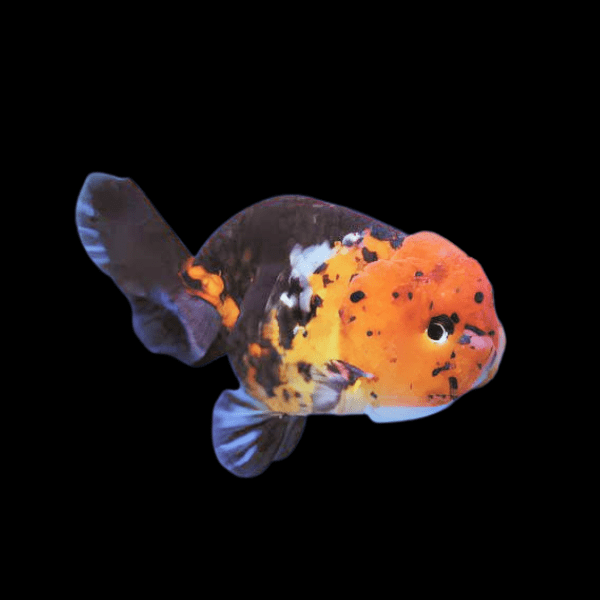 Calico Lionhead Ranchu Goldfish Carassius Auratus 5cm