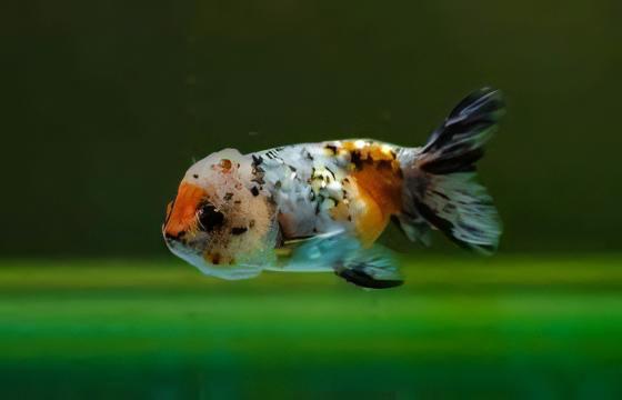 Calico Lionhead Ranchu Goldfish Carassius Auratus 5cm - Image 4