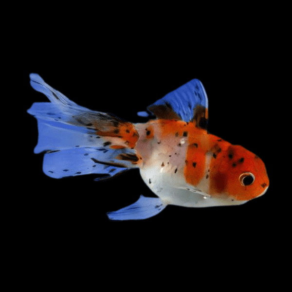 Calico Oranda Goldfish Carassius Auratus