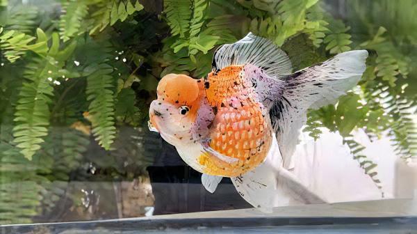 Calico Pearlscale Goldfish Carassius Auratus - Image 4