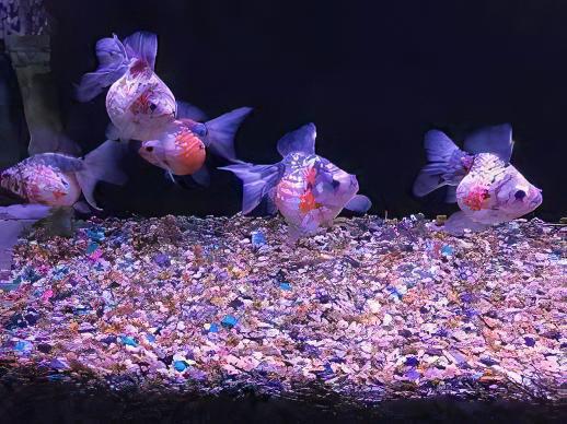 Calico Pearlscale Goldfish Carassius Auratus - Image 8