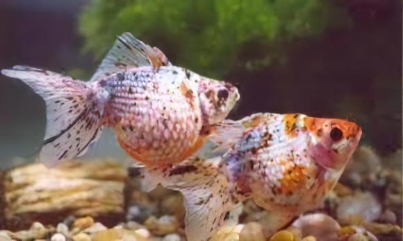 Calico Pearlscale Goldfish Carassius Auratus - Image 7