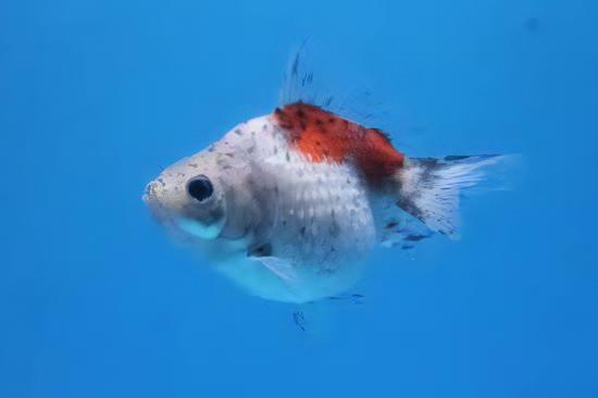Calico Pearlscale Goldfish Carassius Auratus - Image 6