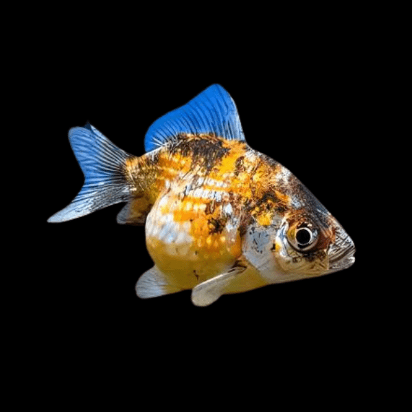 Calico Pearlscale Goldfish Carassius Auratus