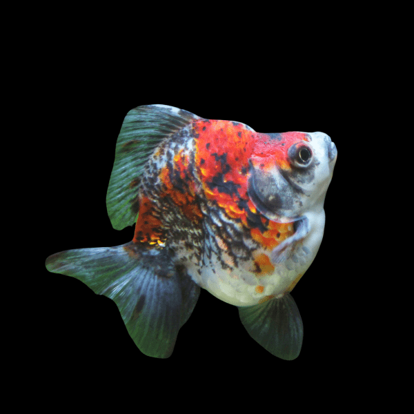 Calico Ryukin Goldfish Carassius Auratus