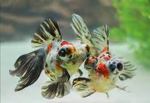 Assorted Giant Telescope Butterfly Moor Grade AA Goldfish Carassius Auratus - Image 4