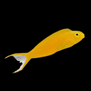 Canary Blenny Meiacanthus Oualanensis