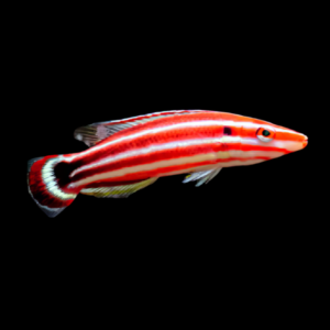 Candy Cane Hog Fish Bodianus Sepiacaudus