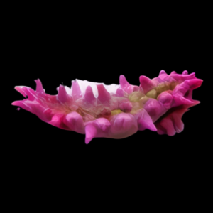 Candy Cucumber Colochirus Crassus