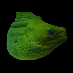 Caribbean Green Moray Eel Gymnothorax Funebris