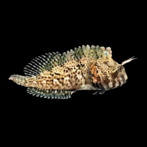 Caribbean Horned Blenny Hypsoblennius Exstochilus