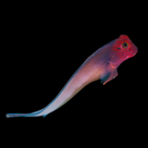 Caribbean Red Lip Blenny Ophioblennius Atlanticus