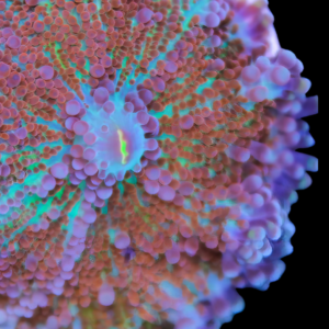 Caribbean Ricordea Coloured Mushroom Fungiidae Coral Ricordea Yuma