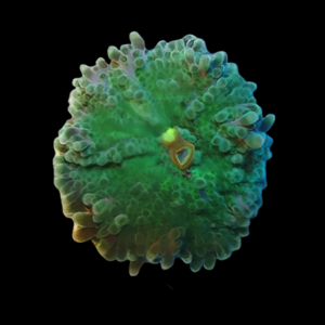 Caribbean Ricordea Green Mushroom Fungiidae Coral Ricordea Yuma