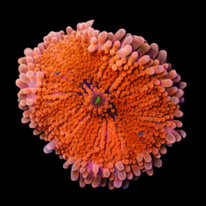 Caribbean Ricordea Orange Mushroom Fungiidae Coral Ricordea Yuma