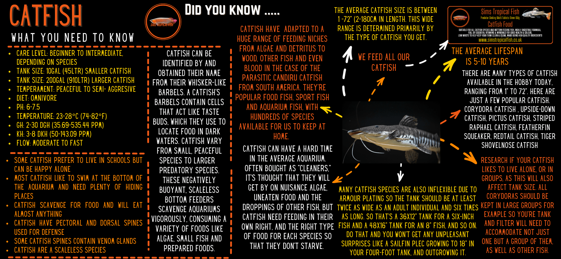 Colombian Shark Catfish Ariopsis Seemanni 6cm - Image 3