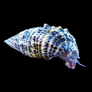 Cerith Snail Cerithium Sp