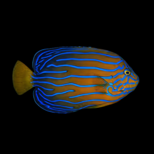 Chinese Blueline Angelfish Chaetodontoplus Septentrionalis
