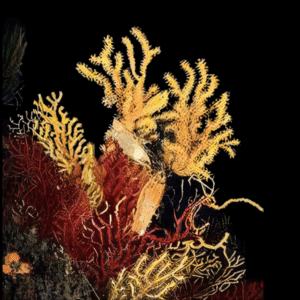 Chameleon Polyp Gorgonian Paramuricea Chamaeleon