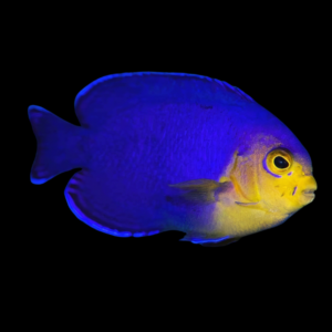 Cherub Dwarf Angelfish Centropyge Argi