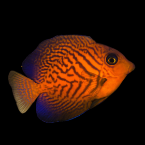 Chevron Tang Ctenochaetus Hawaiiensis