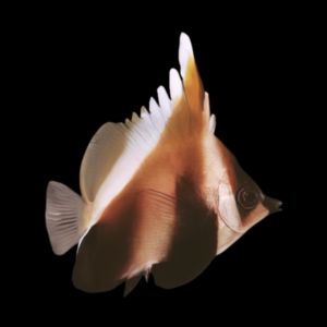 Chocolate Bannerfish Heniochus Pleurotaenia