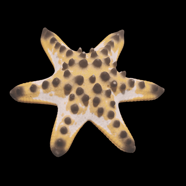 Chocolate Chip Starfish Protoreaster Nodosus