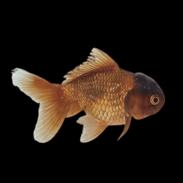 Chocolate Oranda Goldfish Carassius Auratus
