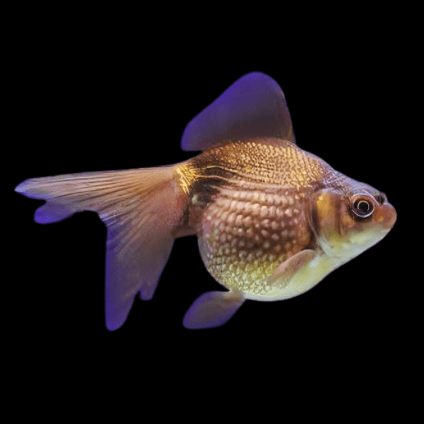 Chocolate Pearlscale Goldfish Carassius Auratus