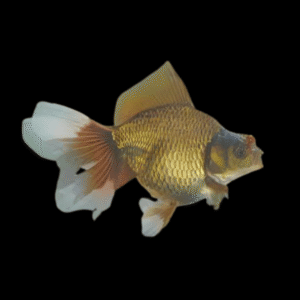 Chocolate Ryukin Goldfish Carassius Auratus
