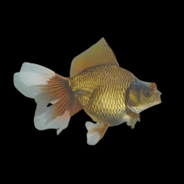 Chocolate Ryukin Goldfish Carassius Auratus