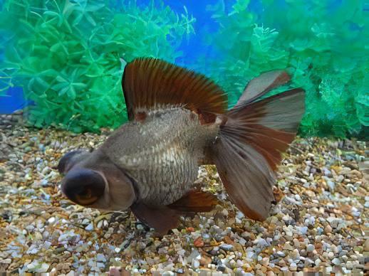 Assorted Giant Telescope Butterfly Moor Grade AA Goldfish Carassius Auratus - Image 11