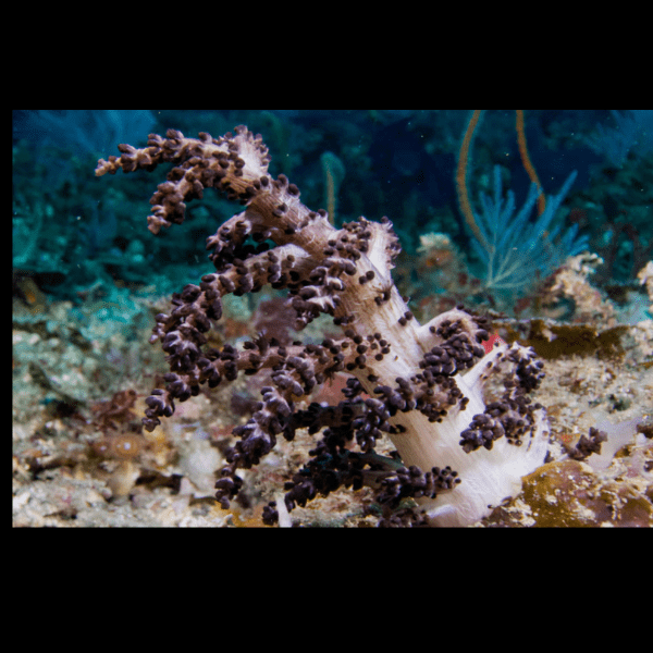 Christmas Tree Soft Coral Sphaerella Sp - Image 5