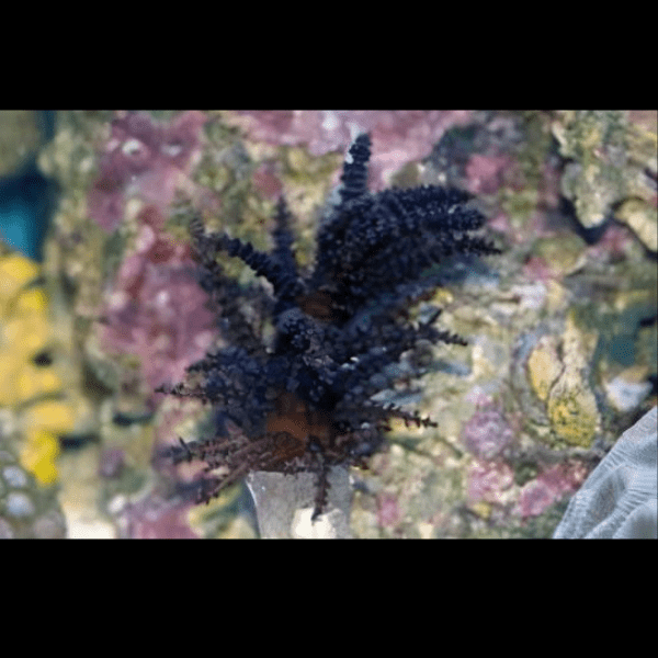 Christmas Tree Soft Coral Sphaerella Sp - Image 4