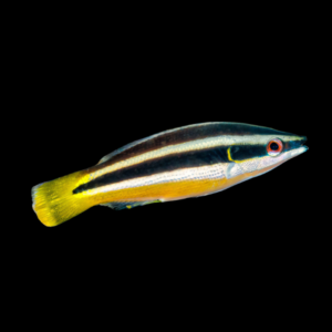 Cigar Wrasse Diproctacanthus Xanthurus