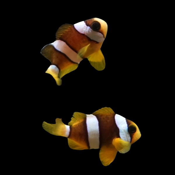 Clarki Clownfish Pacific Amphiprion Clarkii Pair