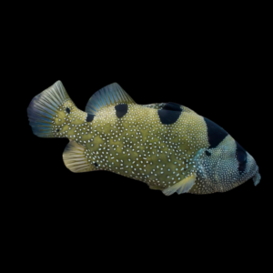 Clown Grouper Pogonoperca Punctata