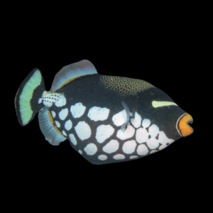 Clown Trigger Fish Balistoides Conspicillum