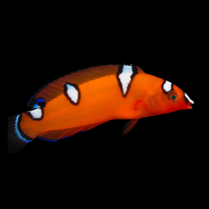 Clown Wrasse Coris Gaimard