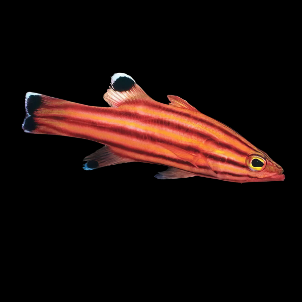 Collette's Swiss Guard Liopropoma Collettei