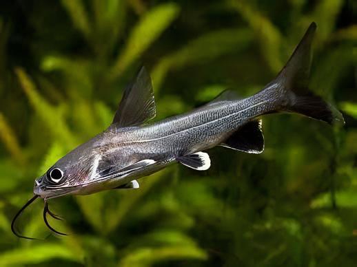 Colombian Shark Catfish Ariopsis Seemanni 6cm - Image 5