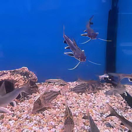 Colombian Shark Catfish Ariopsis Seemanni 6cm - Image 9