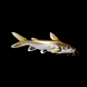 Colombian Shark Catfish Ariopsis Seemanni 6cm