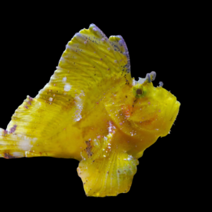 Coloured Leaf Fish Taenianotus Triacanthus