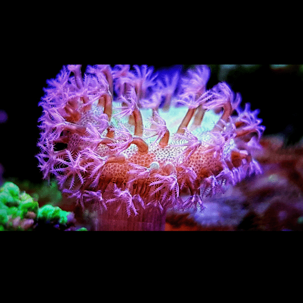Coloured Toadstool Soft Coral Sarcophyton Sp - Image 3