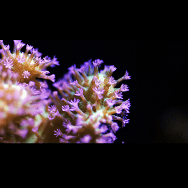 Coloured Toadstool Soft Coral Sarcophyton Sp - Image 6
