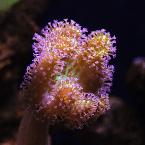 Coloured Toadstool Soft Coral Sarcophyton Sp - Image 2