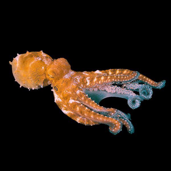 Common Day Octopus Octopus Cyanea