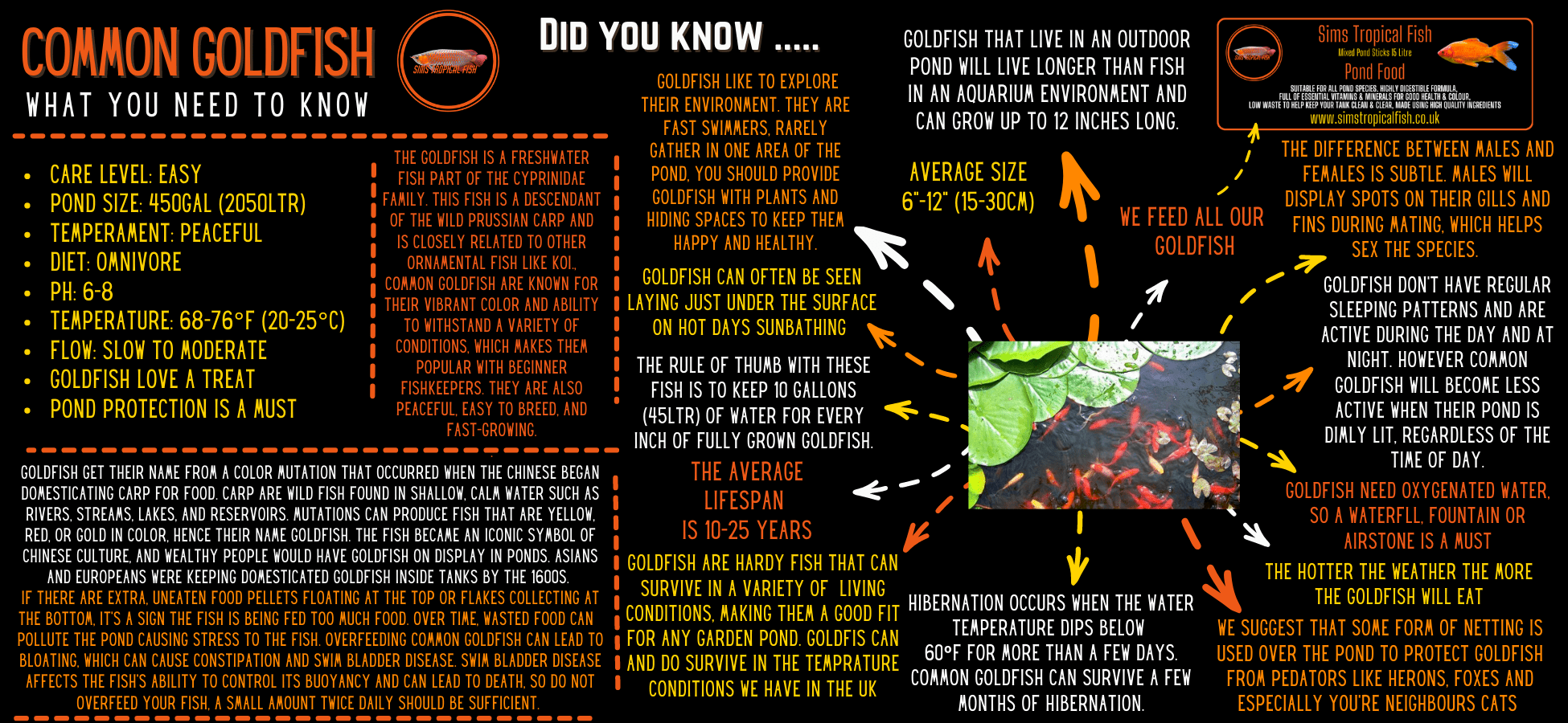 Shubunkin Goldfish Carassius Auratus - Image 3