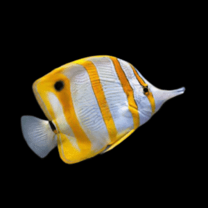 Copperband Butterfly Fish Chelmon Rostratus